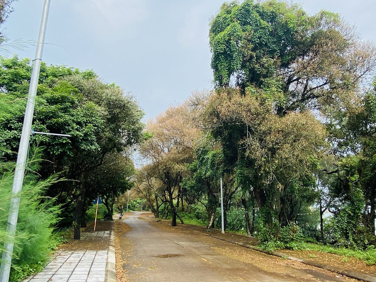 The Choai Primitive Forest on Co To Island is one of the last remaining coastal rainforests in northeastern Vietnam